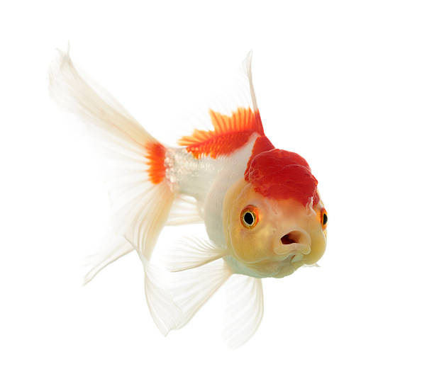 istock Lion's head goldfish opening mouth isolated on white 625490104