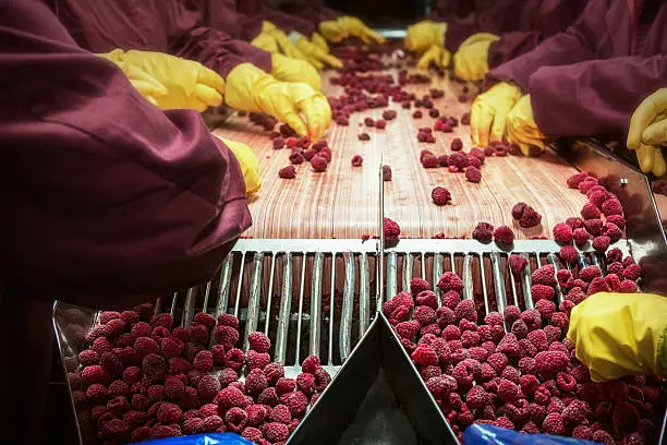 Photo of Frozen red raspberries in sorting and processing machines