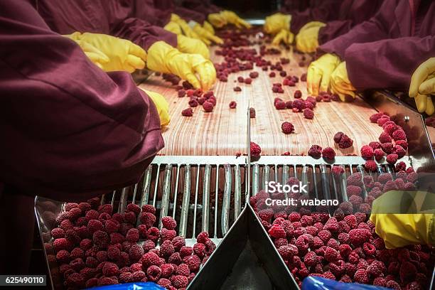 Foto de Framboesas Vermelhas Congeladas Em Máquinas De Triagem E Processamento e mais fotos de stock de Comida