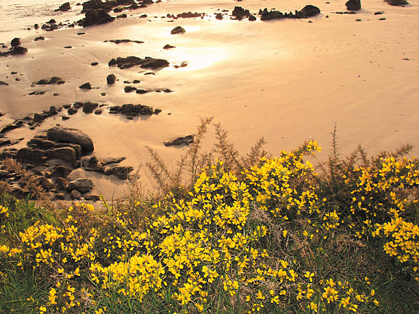 istock beach brittany france 625491334