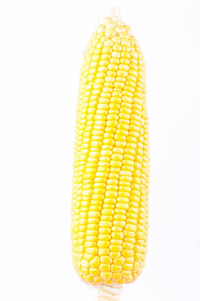 istock sweet corn on cobs kernels or grains of ripe corn 625491414