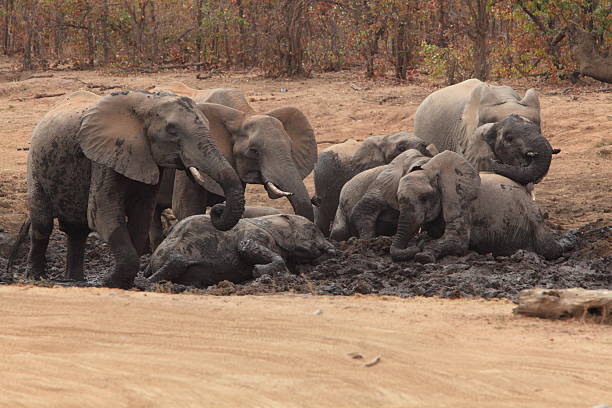 Elephants rolling in the mud at a waterhole in Kruger National Wildlife Park, South Africa
