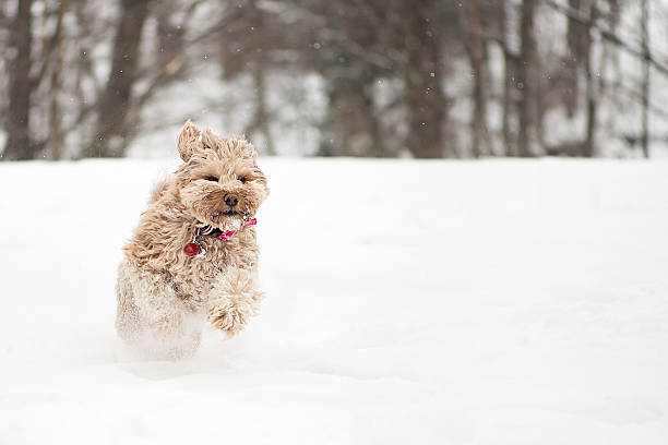 istock Dog running in the snow 625492900