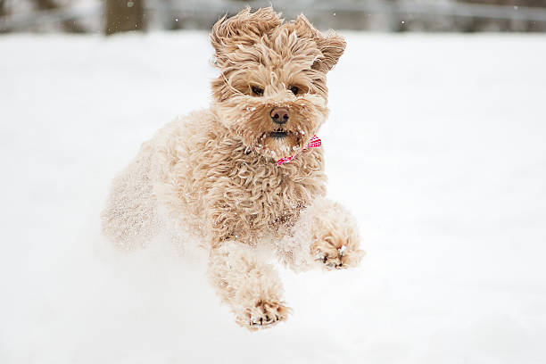 istock Dog running in the snow 625493014