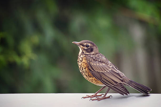 istock Close up of a young robin bird 625493610