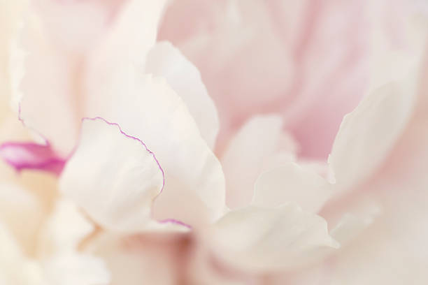istock Close up of a pink peony 625496150
