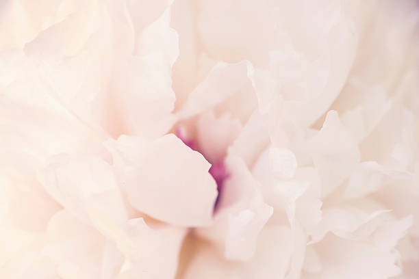 istock Close up of a pink peony 625497664
