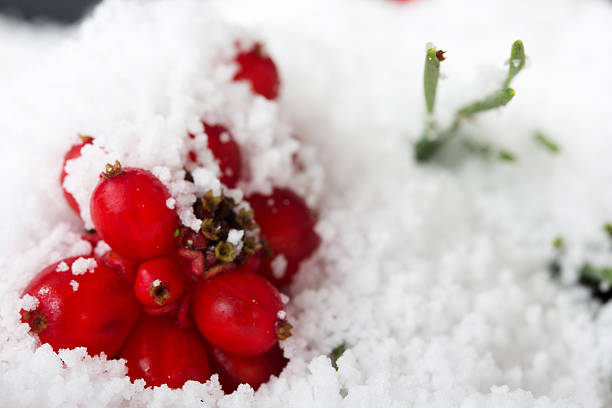 istock Bright red berries covered in white snow 625498896