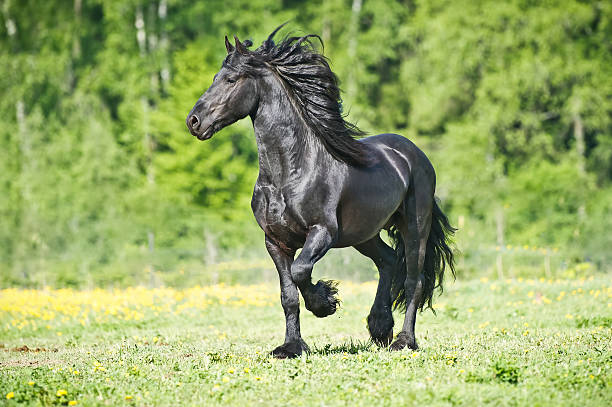 le cheval de frise noire court au galop en été - horse black stallion friesian horse photos et images de collection