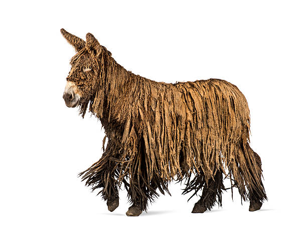 istock Side view of a walking Poitou donkey 625499102
