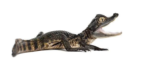 istock Spectacled Caiman or Common Caiman, 2 months old 625499236