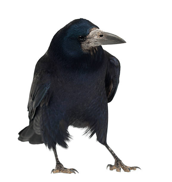 istock Rook, Corvus frugilegus, 3 years old, standing against white background 625499310