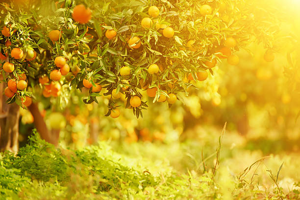 istock Tangerine sunny garden 625501896
