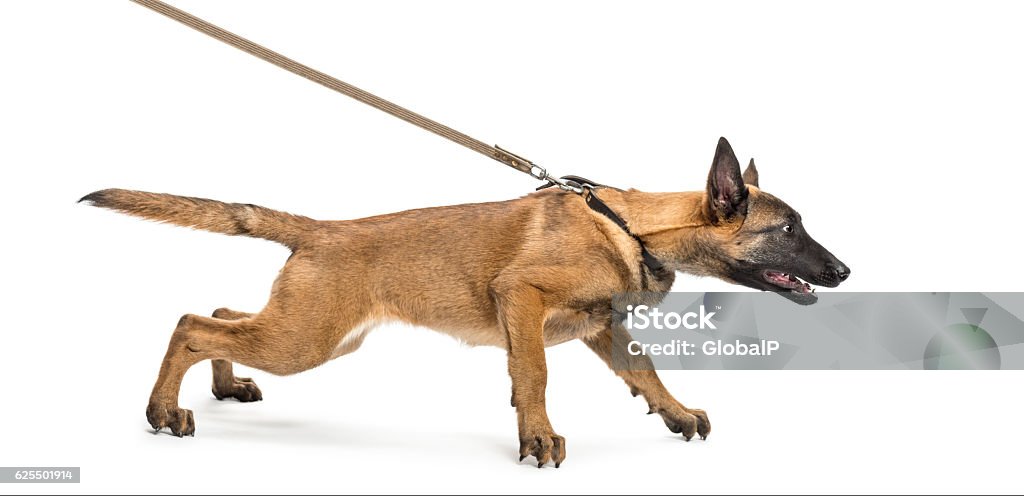 Belgian Shepherd leashed against white background Dog Stock Photo