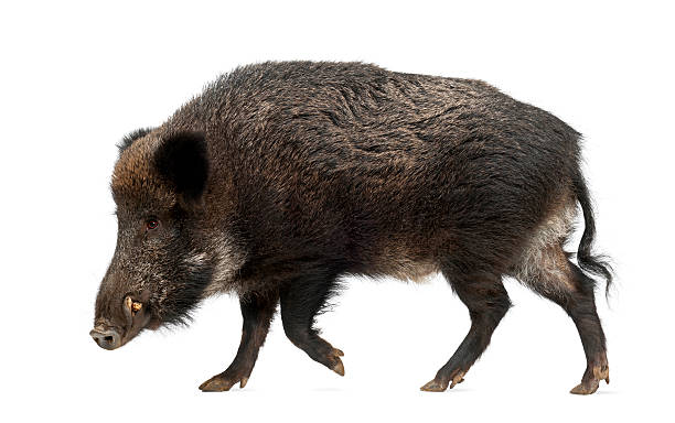 istock Wild boar, also wild pig, Sus scrofa, 15 years old, 625502864