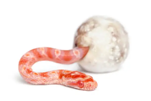 Corn snake hatching, Pantherophis guttatus guttatus, also know as red rat snake against white background