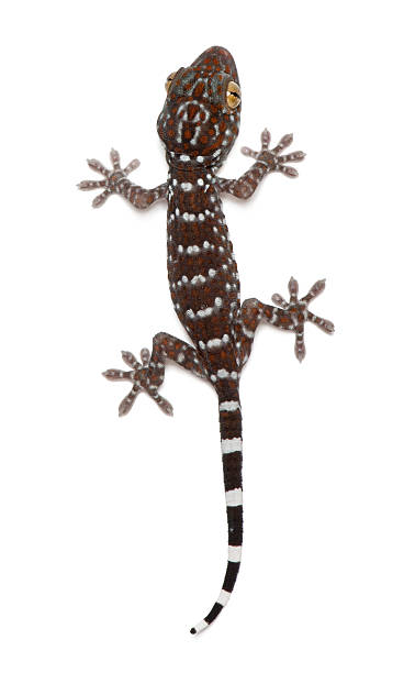 Tokay Gecko, Gekko gecko, against white background