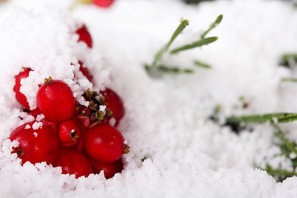 istock Bright red berries covered in white snow 625503744