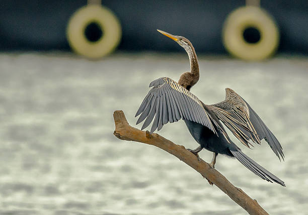 クマラコムのヘビ鳥または東洋��ダーター - anhinga ストックフォトと画像