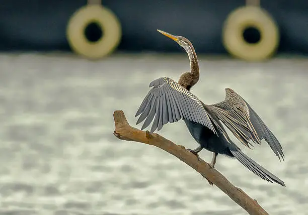 A fish eating bird. It is an amazing sight to see the Darter fishing. It impales the fish under water with its beak and as soon as it comes out, throws the fish in the air and catches it in the beak before swallowing it.