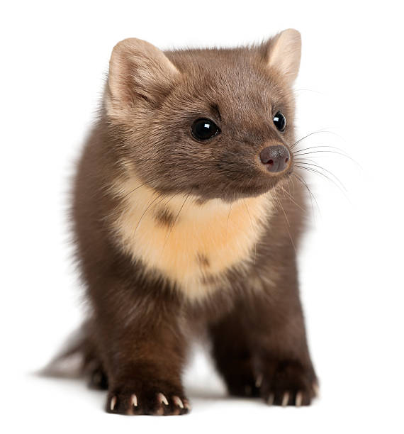 istock European Pine Marten, 4 years old, standing 625504870