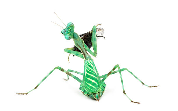 istock praying mantis eating a fly isolated on white 625504918