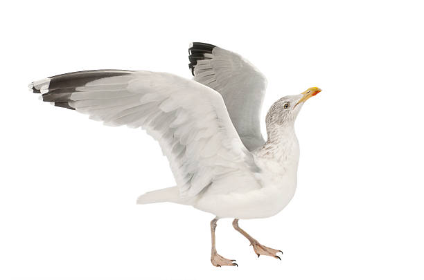 istock European Herring Gull, Larus argentatus, 4 years old, walking 625505514