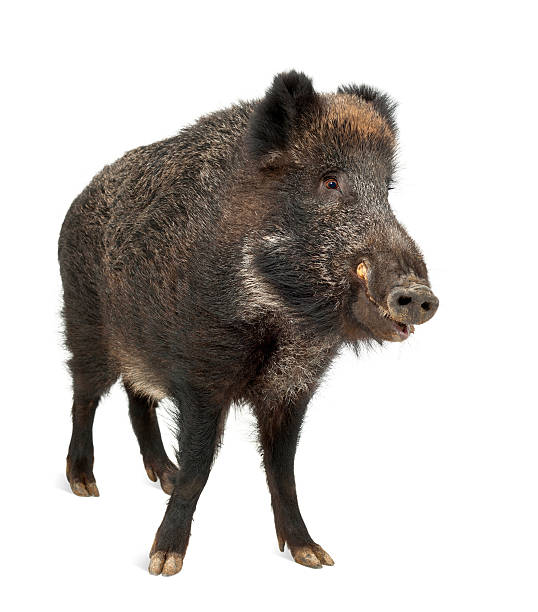 istock Wild boar, Sus scrofa, 15 years old, standing 625505684