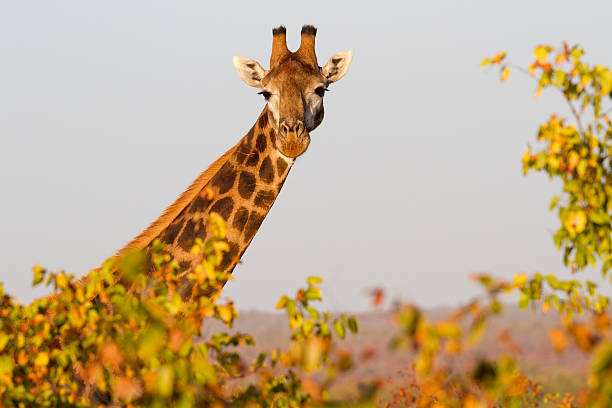 ラブリー キリン - limpopo province ストックフォトと画像