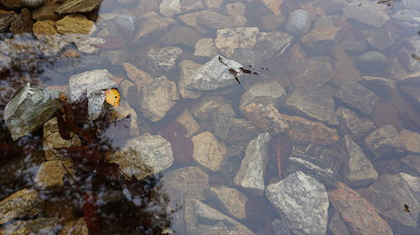 istock Autumn Leaves in Water 625507028