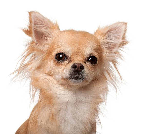 istock Chihuahua against white background 625507774