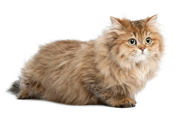 istock British Longhair cat, 4 months old, lying against white background 625507960
