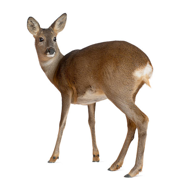 European Roe Deer, Capreolus capreolus, 3 years old, standing European Roe Deer, Capreolus capreolus, 3 years old, standing against white background roe deer stock pictures, royalty-free photos & images