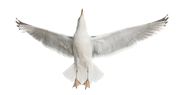 istock European Herring Gull, Larus argentatus, 4 years old, flying 625508438