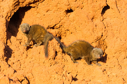 Dwarf Mongooses (Helogale parvula), one of Africa's smallest carnivores, crawl on a termite mound (which often serve as den sites) in Kruger National Park, South Africa