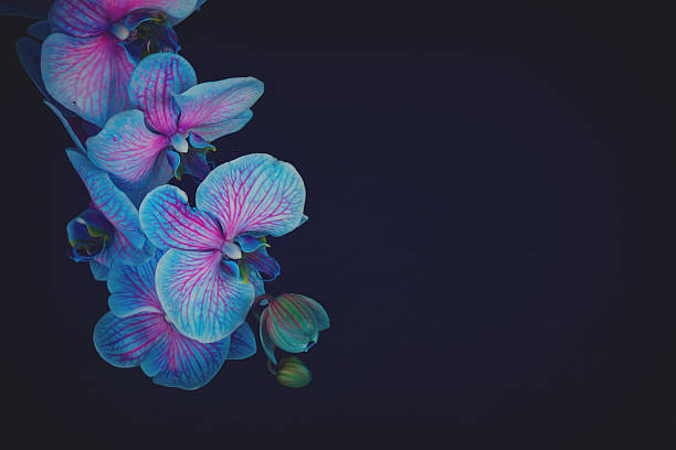Three purple butterfly orchid on background