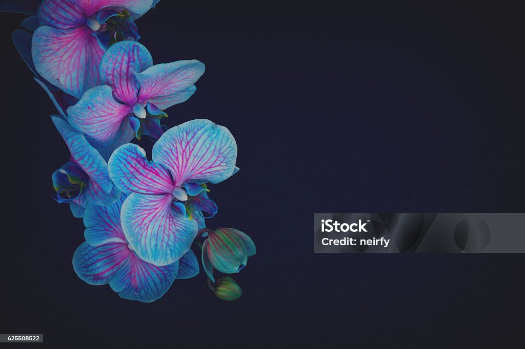 Bunch of violet orchids Bunch of fresh blue orchids on black background with copy space, retro toned Orchid Stock Photo