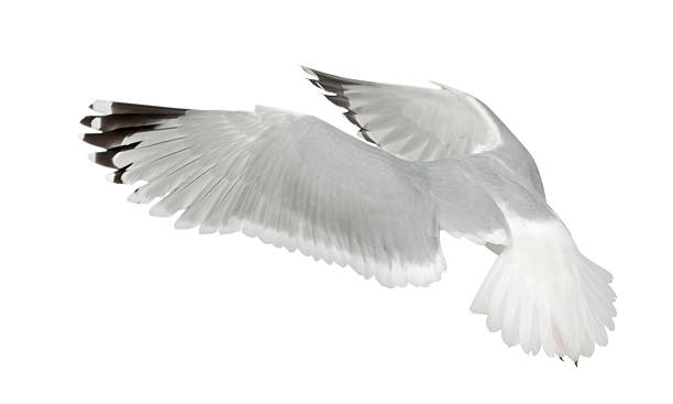 istock European Herring Gull, Larus argentatus, 4 years old, flying 625508526