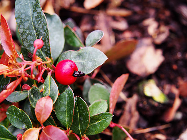 istock Gaultheria procumbens - eastern teaberry, 625508782