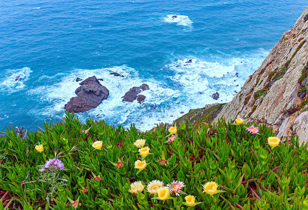 istock Ice plant flowers on coast. 625508818