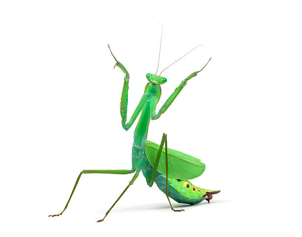 istock Male praying mantis - Macromantis ovalifolia, isolated on white 625508904