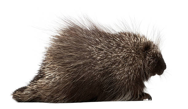 istock North American Porcupine, Erethizon dorsatum 625509778