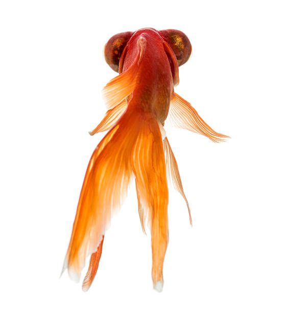 istock Back view of a Goldfish islolated on white 625509836