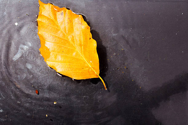 istock Bright colourful autumn leaf floating in water 625509856