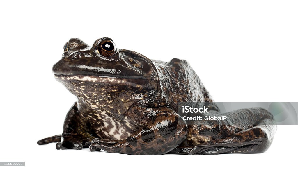 Rana catesbeiana, bullfrog americano o bullfrog, sobre fondo blanco - Foto de stock de Rana toro libre de derechos