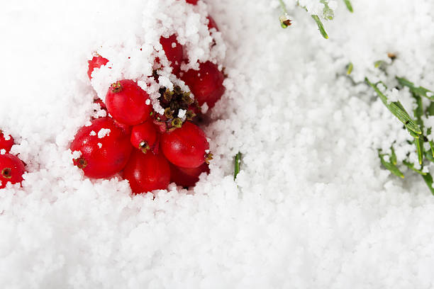 istock Bright red berries covered in white snow 625510114