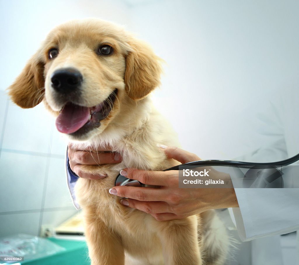 Tierarzt untersuchen einen Hund. - Lizenzfrei Haustier Stock-Foto