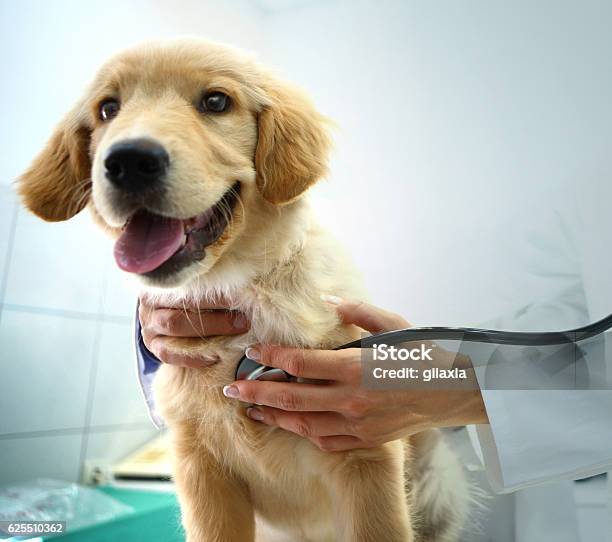 Tierarzt Untersuchen Einen Hund Stockfoto und mehr Bilder von Haustier - Haustier, Streicheln, Tierarzt