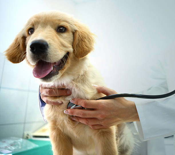 Vet examining a dog. Closeup front view of Golden Retriver puppy being examined by unrecognizable female vet. The vet is using a stethoscope. pets stock pictures, royalty-free photos & images