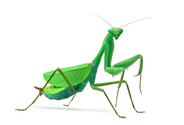 istock Male praying mantis - Macromantis ovalifolia, isolated on white 625510414